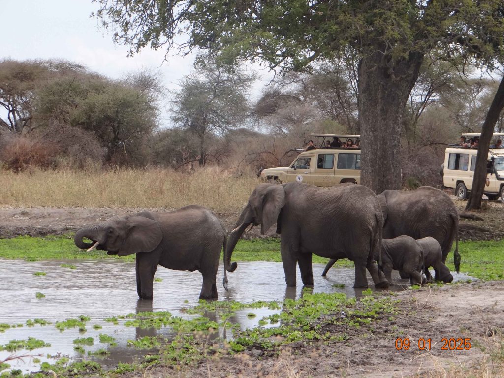 2D 1N Safari to Tarangire and National Park & Ngorongoro Safari