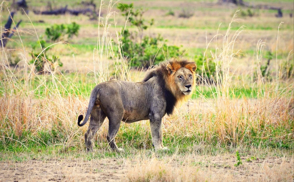 3D 2N Safari to Mikumi National Park Safari