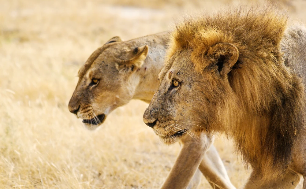 3D 2N Safari to Nyerere National Park Safari