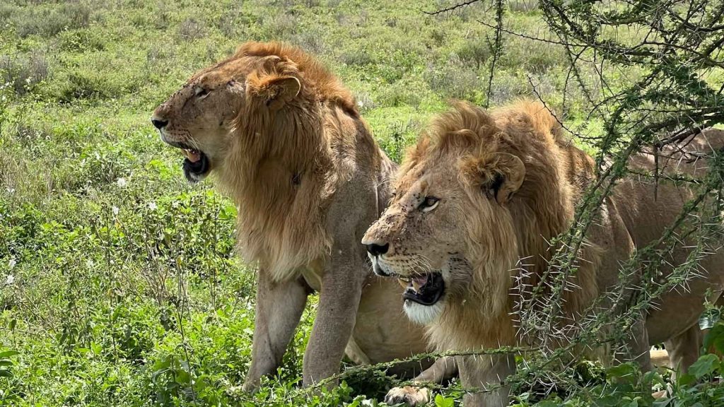 3D 2N Safari to Serengeti National Park and Ngorongoro Crater Tours