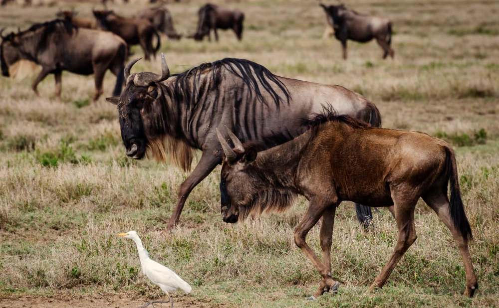 3N 4D Serengeti Great Wildebeest Migration safari