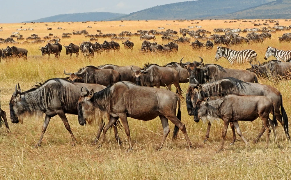 4D 3N Ndutu Migration Safari- Calving Season