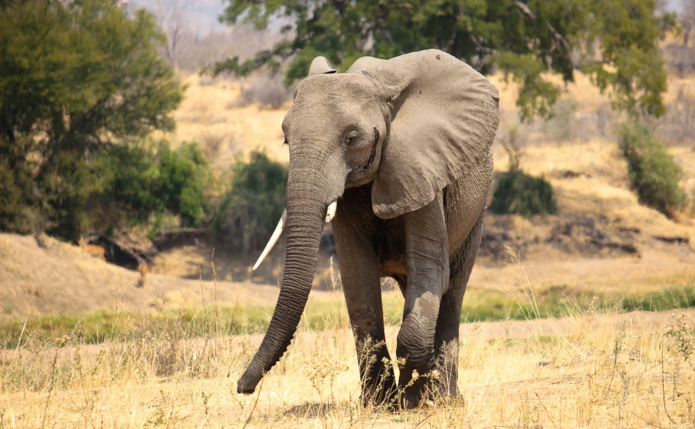 5D 4N Safari to Ruaha National Park Safari Adventure.