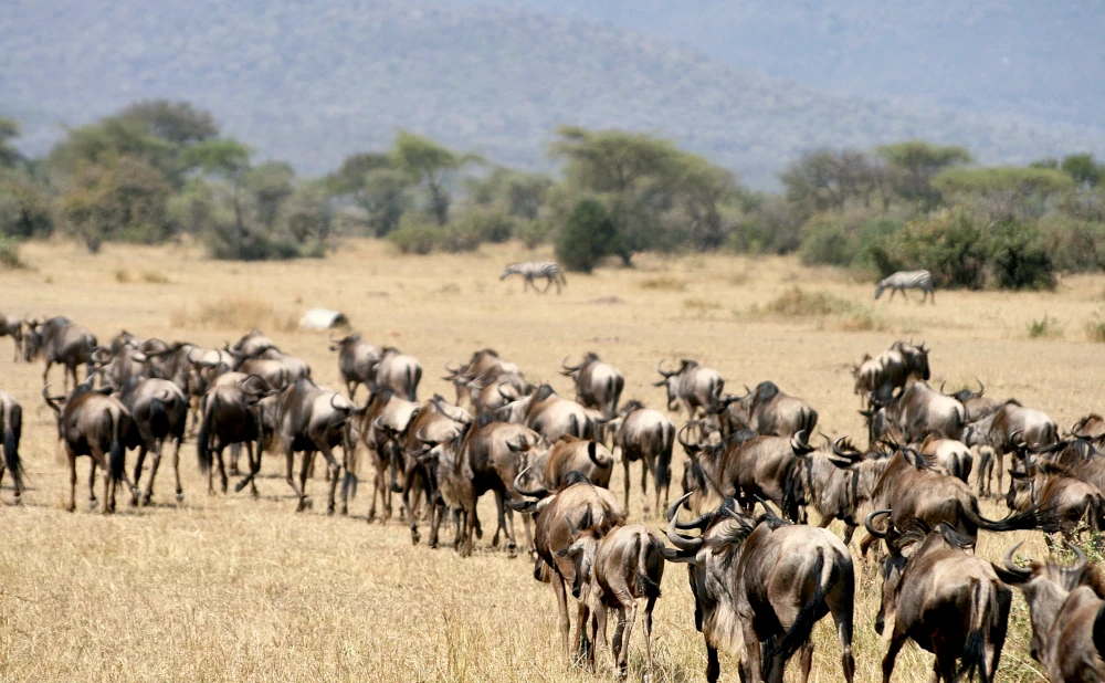 6D 5N Ndutu Migration Safari- Calving Season