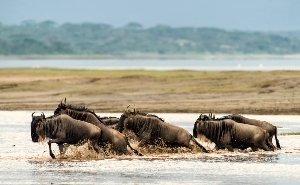 6D 5N Safari Serengeti Migration Safari