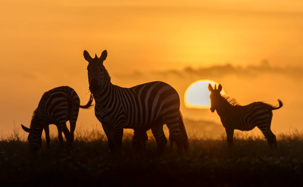 6D 5N Safari: Serengeti, Tarangire and Ngorongoro