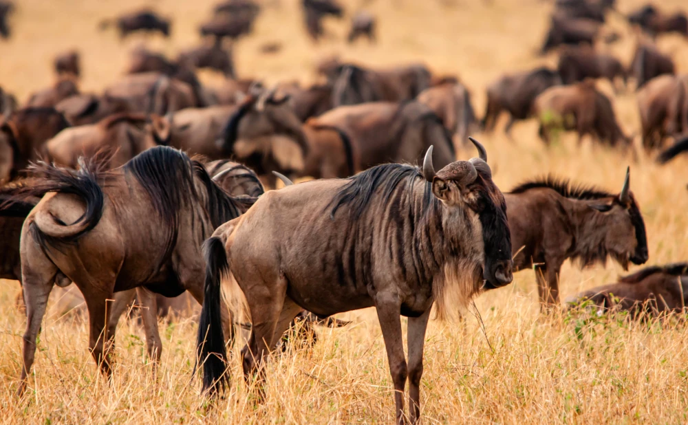 7D 6N Ndutu Migration Safari for Calving Season