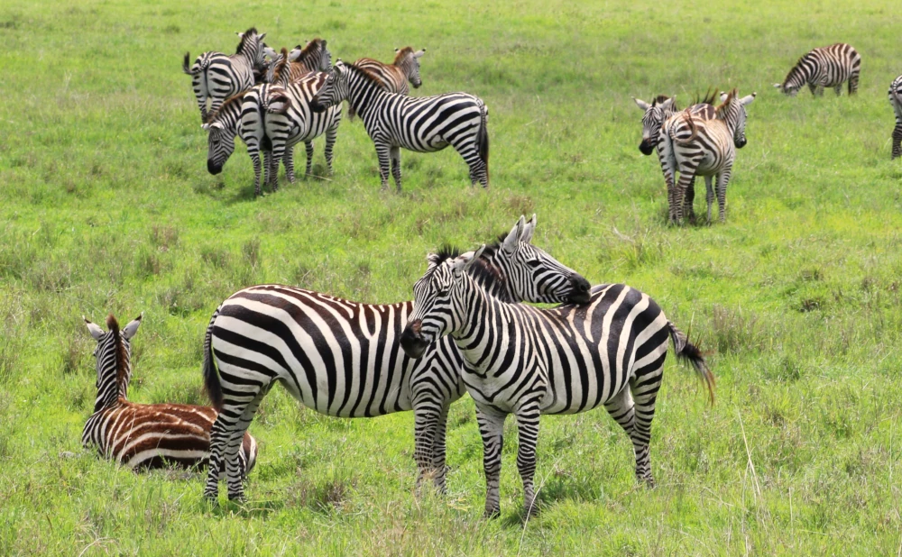 7D 6N Safari to Arusha,Tarangire, Serengeti, Ngorongoro Crater