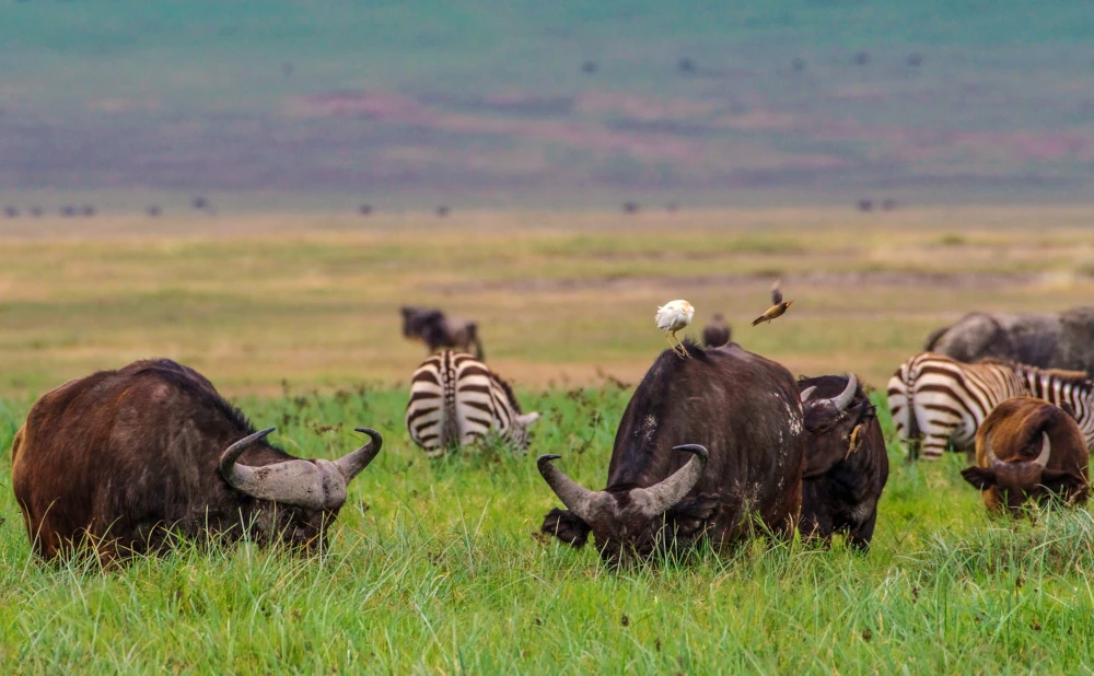 7D 6N Safari Tarangire, Serengeti, Ngorongoro, Hadzabe Tribe and Lake Manyara National Park safari