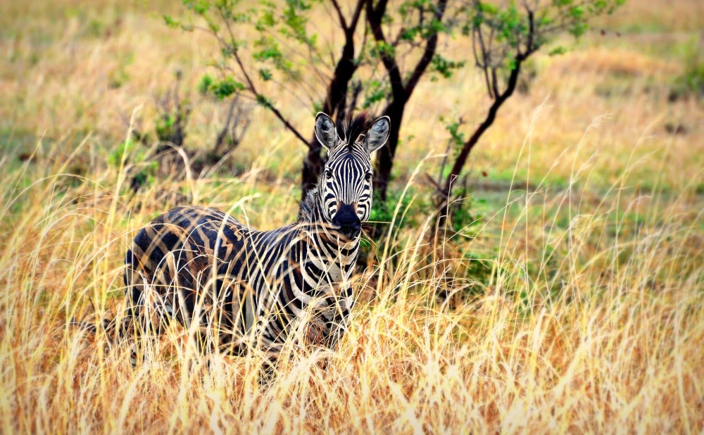 2D 1N Safari to Mikumi National Park Midrange Safari