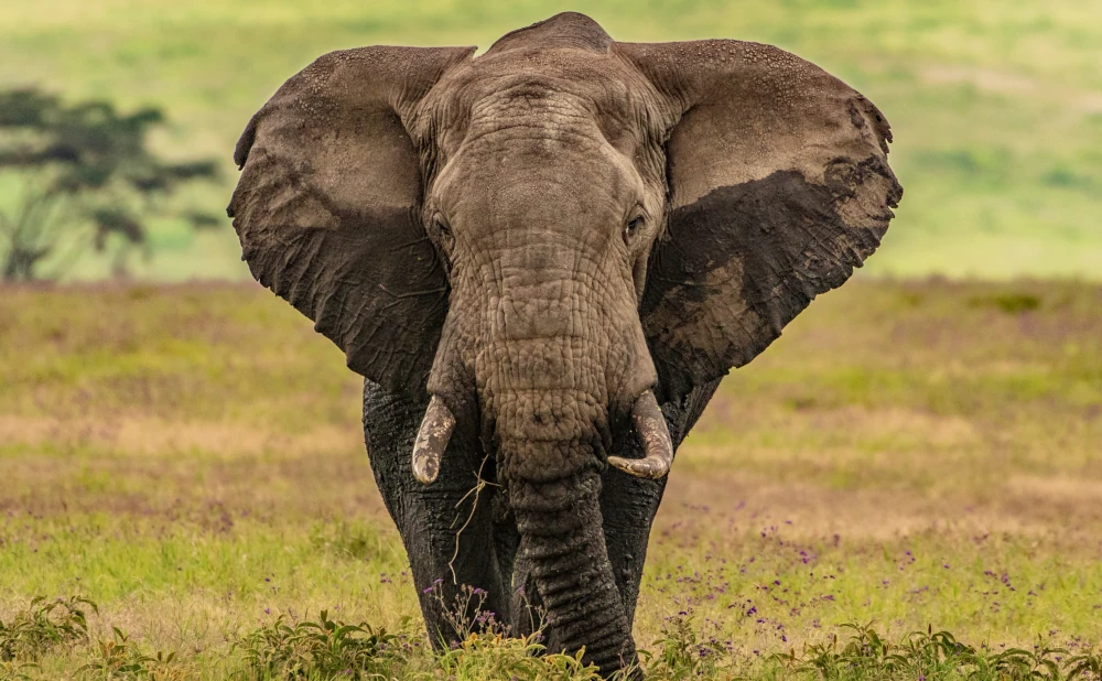 4D 3N Tarangire, Serengeti and Ngorongoro crater Safari