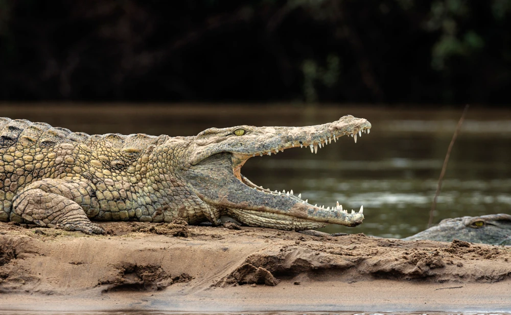 4D 3N Safari to Mikumi & Nyerere National Parks Adventure