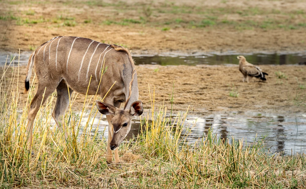 4D 3N Safari to Ruaha National Park Safari