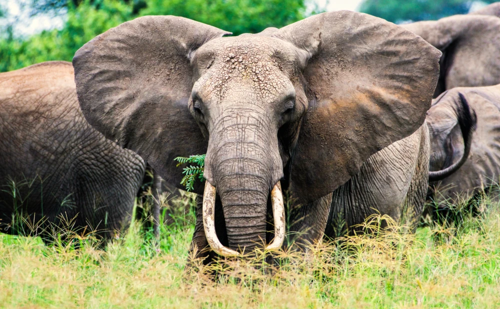 The Big Five: Icons of the African Wilderness