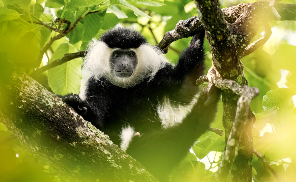 Udzungwa national park